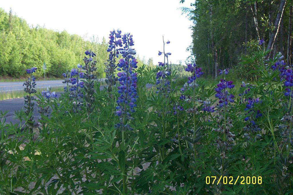 Grace And Bill'S Freedom Hills B&B Talkeetna Eksteriør billede