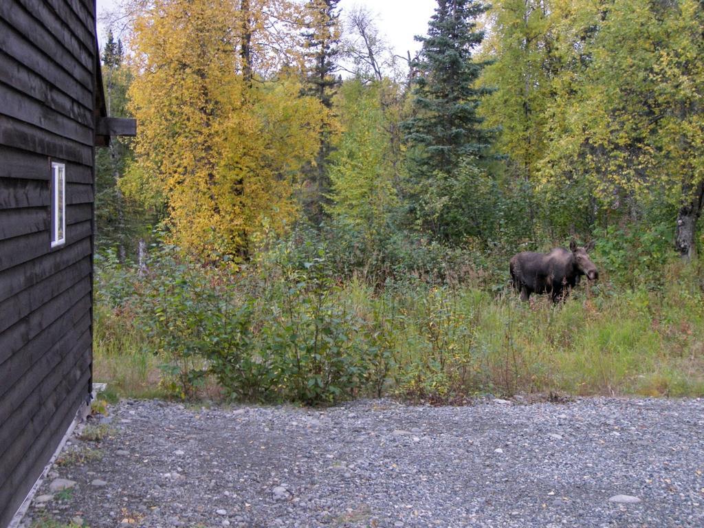 Grace And Bill'S Freedom Hills B&B Talkeetna Eksteriør billede